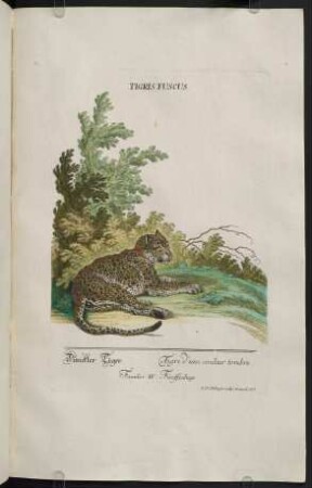 Tigris Fuscus. - Leaena.