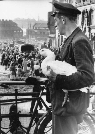 Hamburg-Altona. Fischmarkt. Er hat sich eine Gans gekauft. Nicht als Sonntagsbraten, sondern als Stammhüter einer kleinen Gänsezucht. Blick auf den Fischmarkt. 1951