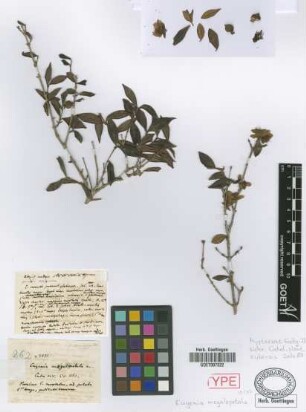 Eugenia megalopetala Griseb. [syntype]
