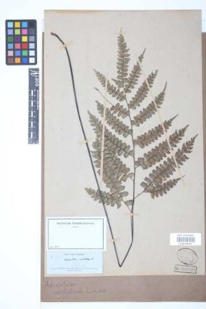 Adiantum cristatum L.