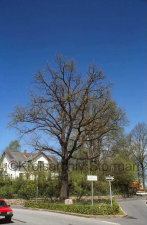 Bismarck-Eiche mit Gedenkstein