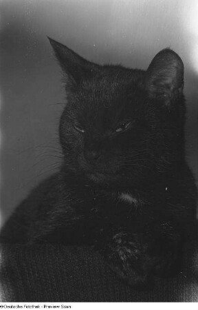 Kopf und Vorderkörper einer Katze