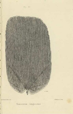 Plate LXVII. Scale of Tomocerus longicornis.