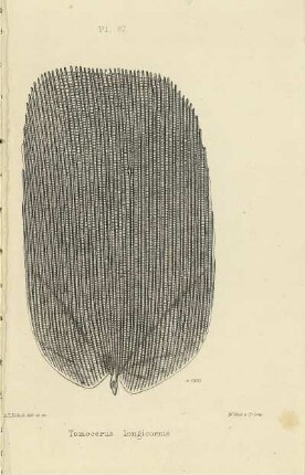 Plate LXVII. Scale of Tomocerus longicornis.