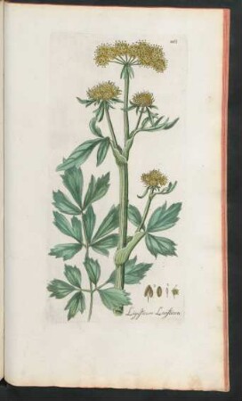 463. Ligusticum Levisticum