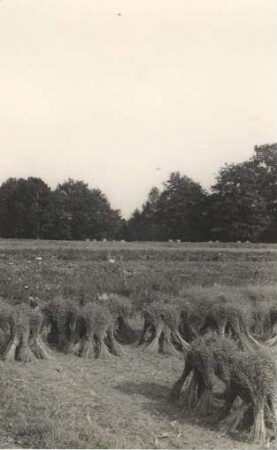 Flachsgarben auf einem Feld bei Neustadt/Spree : Lenowe snopy na polu blisko Noweho Města pola Wojerec