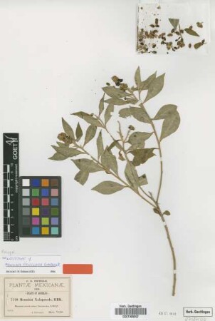 Monnina xalapensis Kunth