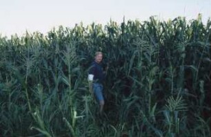Fotografie: Feldfrucht, Mais