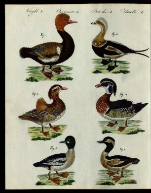 Enten verschiedener Art.