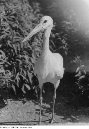 Storch