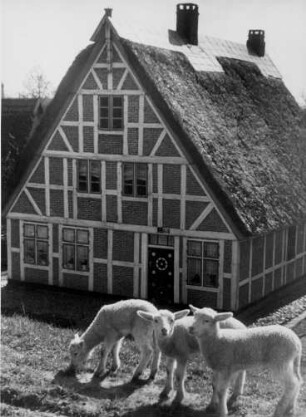 Am Elbdeich bei Cranz. Lämmer auf der Weide nahe eines Bauernhauses