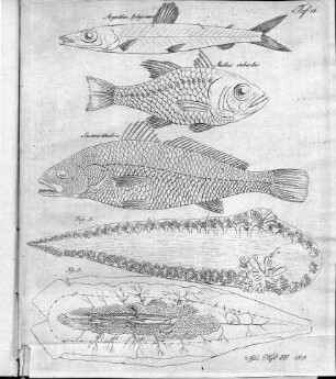 Tafel 16 : zur Isis Heft VII. 1818