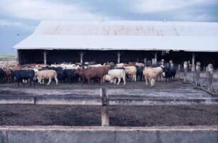 Fotografie: Tierproduktionsverfahren, Bullenmast, Verfahren, Betriebsgebäude, Funktionsbereich, Laufhof
