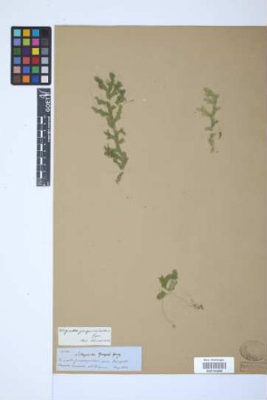 Selaginella jungermannioides (Gaudich.) Spring