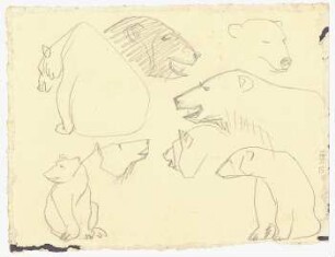 Tierstudien : Eisbär in verschiedenen Positionen, Kopfstudien des Bären