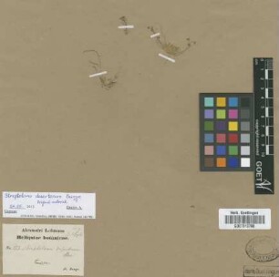 Streptoloma desertorum Bunge [original material]