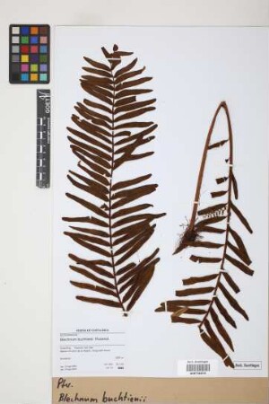 Blechnum buchtienii Rosenst.