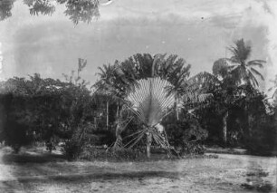 Baum der Reisenden : Der Baum der Reisenden (Ravenala madagascariensis)