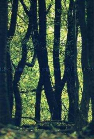 Blick in einen Buchenwald