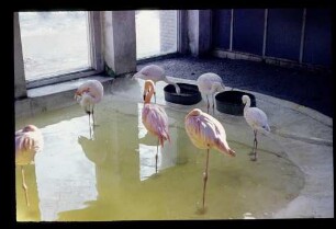 Flamingos i. Winterquartier 2.3.63.