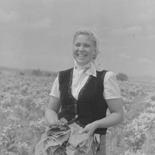 Tabakernte auf den Feldern der Landwirtschaftlichen Produktionsgenossenschaft in Konusch in der Gegend von Chaskowo