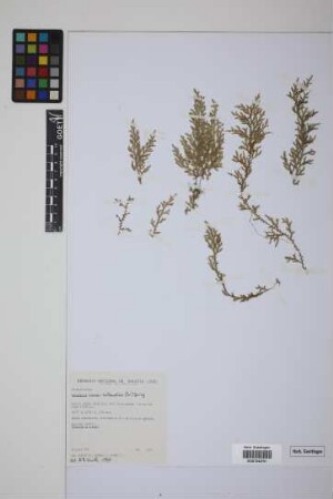 Selaginella novae-hollandiae (Sw.) Spring