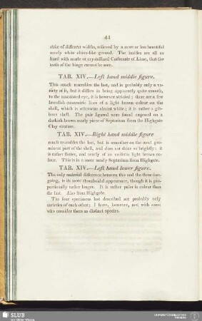 Tab. XIV. - Left hand lower figure