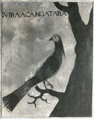 GVIRAACANGATARA gem. brasilian. Kuckuck (Cuculus guira L.)