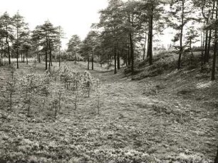 Oberlausitzer Heide. Trockener, zugeschwemmter Gieser (Jeser) nordwestlich Zeißholz, nahe der ehemaligen Grube Saxonia (geschlossene Hohlform im Bereich gestauchter Braunkohlenflöze) N.1
