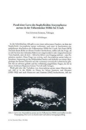 Fund einer Larve des Staphyliniden Ancyrophorus aureus in der Falkensteiner Höhle bei Urach