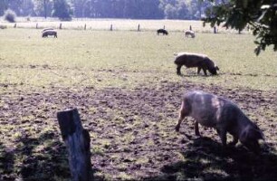 Fotografie: Eber, Weidehaltung