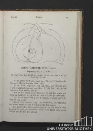 Nr. 33. October. Curtets Butterbirn. Beurré Curtet. Bergamotte.