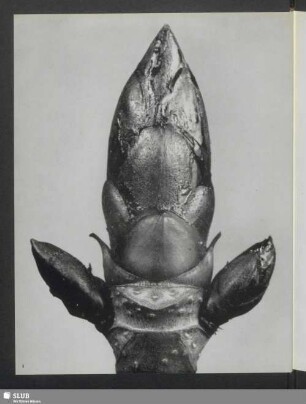 Aesculus hippocastanum, Knospen der Roßkastanie