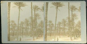 Forest of Palms, Memphis. [Memphis, Palmenhain]
