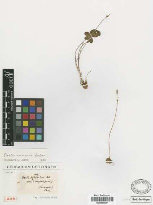 Oxalis biglandulosa Steud. [isotype]