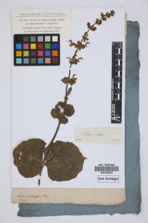 Salvia viscosa Jacq.