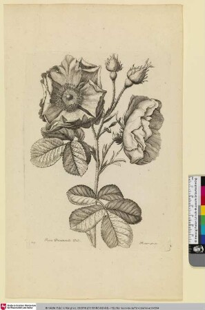 Rosa Provincialis Dod.