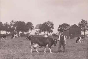 Lengefeld, Hof Günther, die beste Kuh der Herde