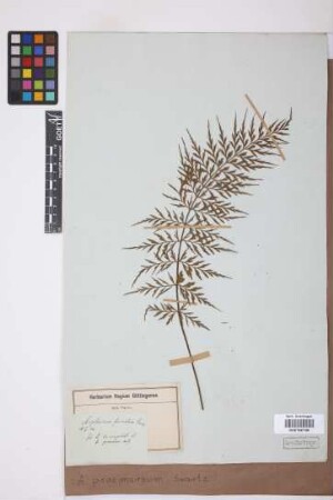 Asplenium praemorsum