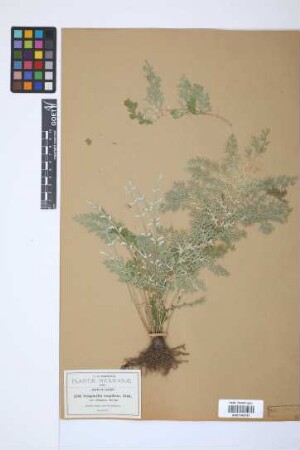 Selaginella cuspidata var. elongata Spring