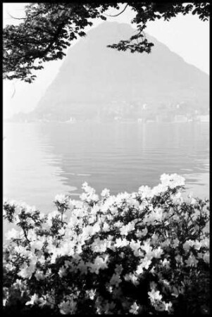 Lugano: Luganer See durch Blütenbäume
