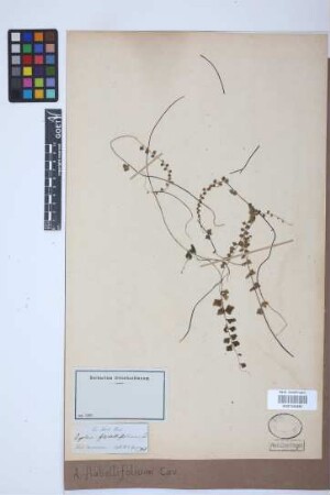 Asplenium flabellifolium Cav.