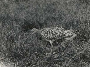 Großer Brachvogel. Ablösung beim Brüten
