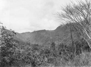 Vegetationsansicht : Vegetation eines Gebirges