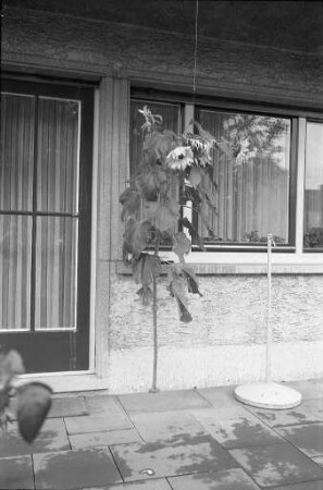 Sonnenblume, gewachsen im Beton vor dem Haus Anebosweg 32