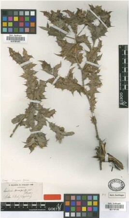 Cousinia foliosa Boiss. & Balansa [type]