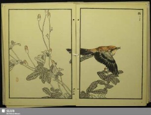 [Fichtenkreuzschnabel, Loxia curvirostra japonica Ridgw.]