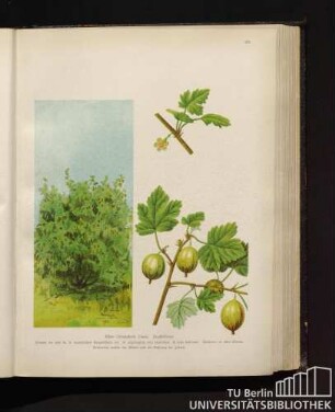 Ribes Grossularia Linné. Stachelbeere.