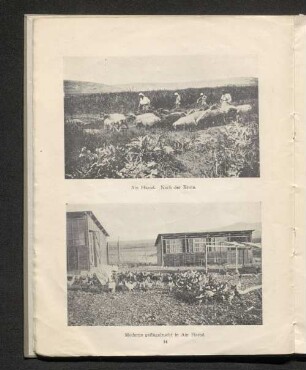 Moderne Geflügelzucht in Ain Harod.