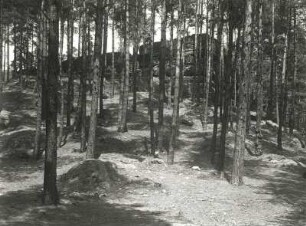 Sächsische Schweiz. Bielatal. Schüsselgründe westlich von Königstein-Hütten. Kiefernwald im Talschluß